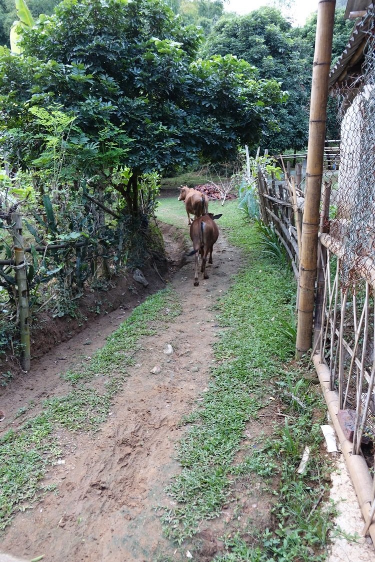 Village in Mai Chau Valley