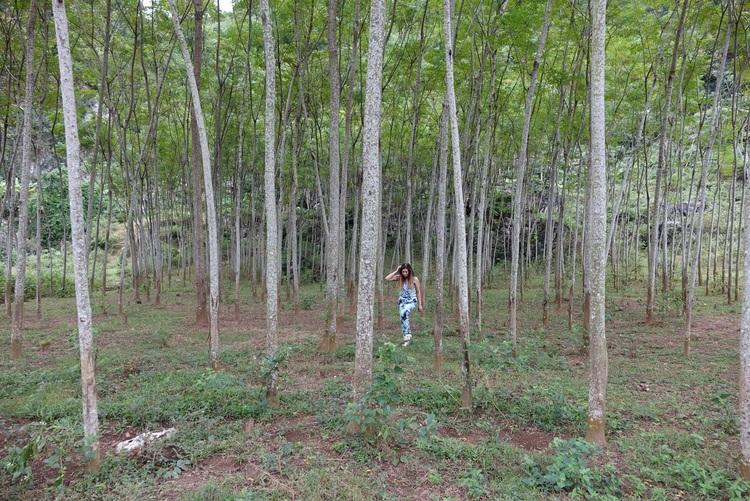 Woods in Mai Chau Valley