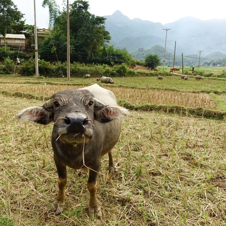 Water buffalo in Mai Chau Valley