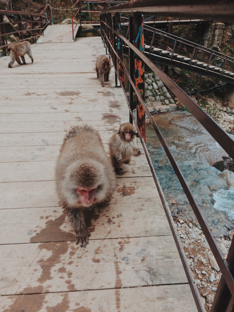 Snow monkey at Jigokudani