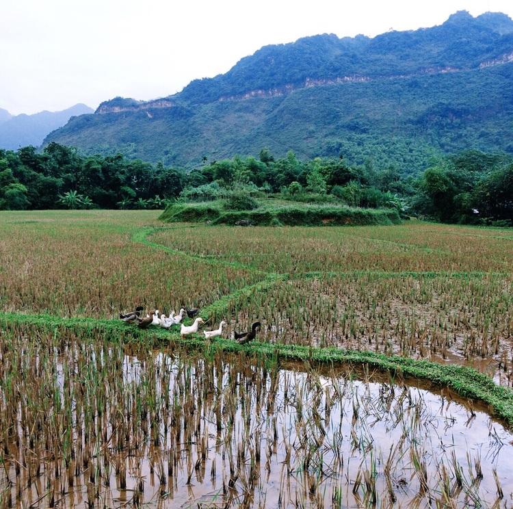 Rice fields in Mai Chau Valley