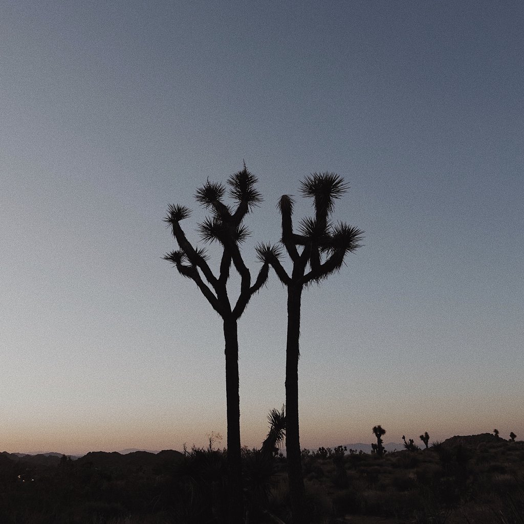 Joshua Tree National Park during sunset