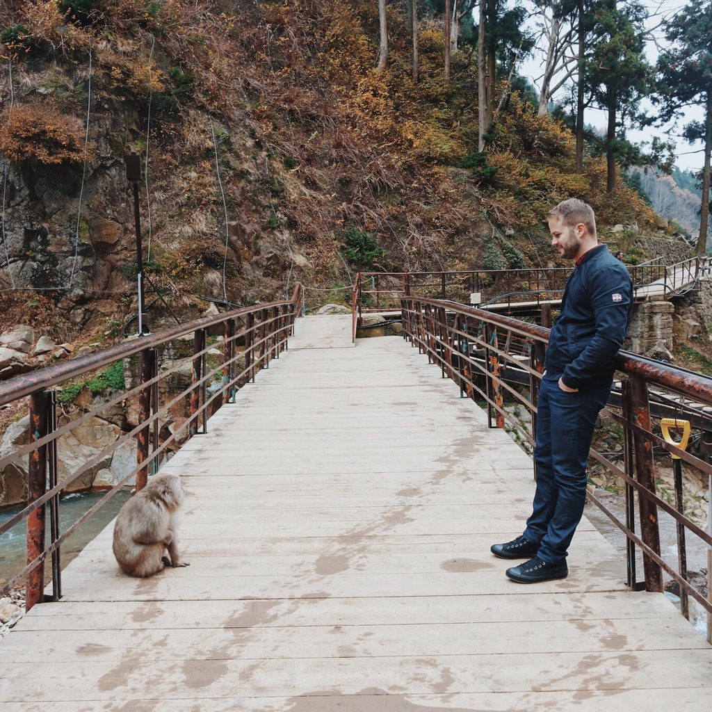 Snow monkey at Jigokudani