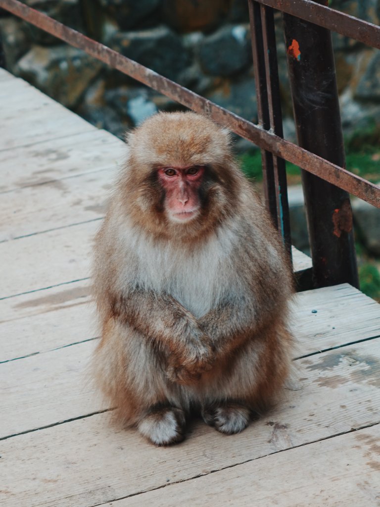 Monkey at Jigokudani Monkey Park