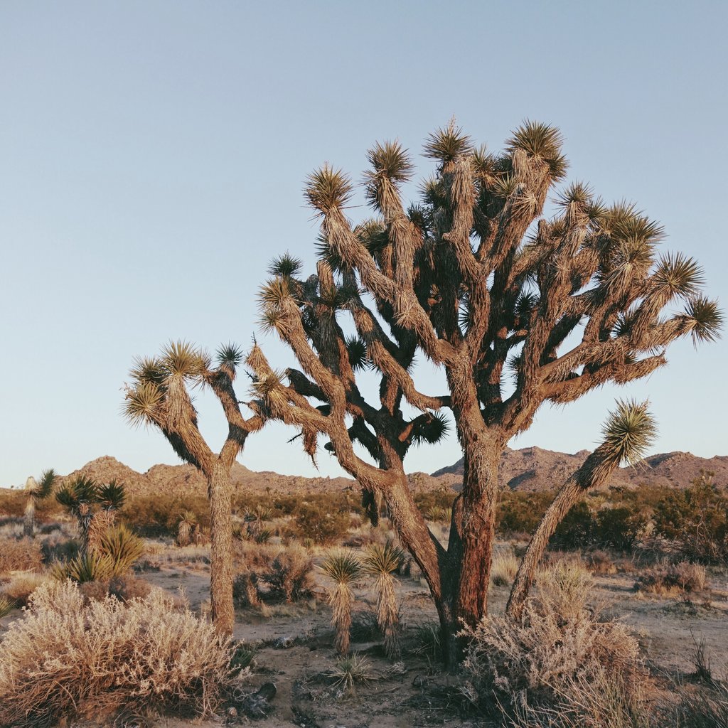 Joshua Tree National Park during sunset