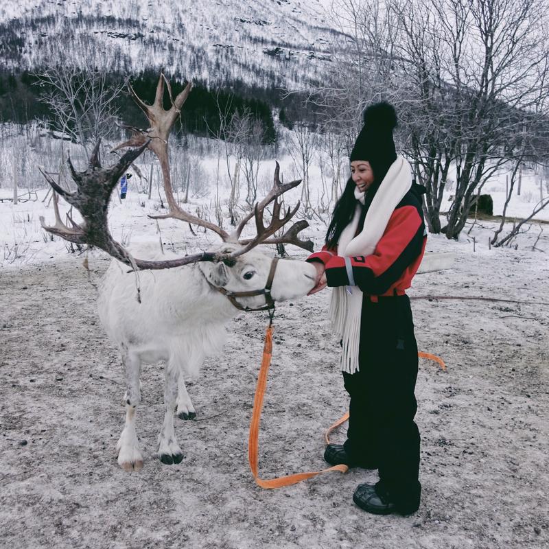 feeding reindeer in Norway