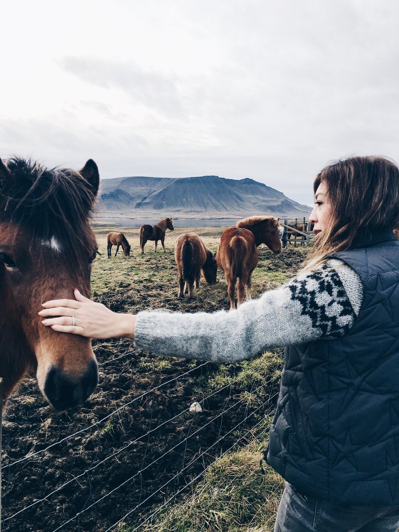 Icelandic horses in the countryside