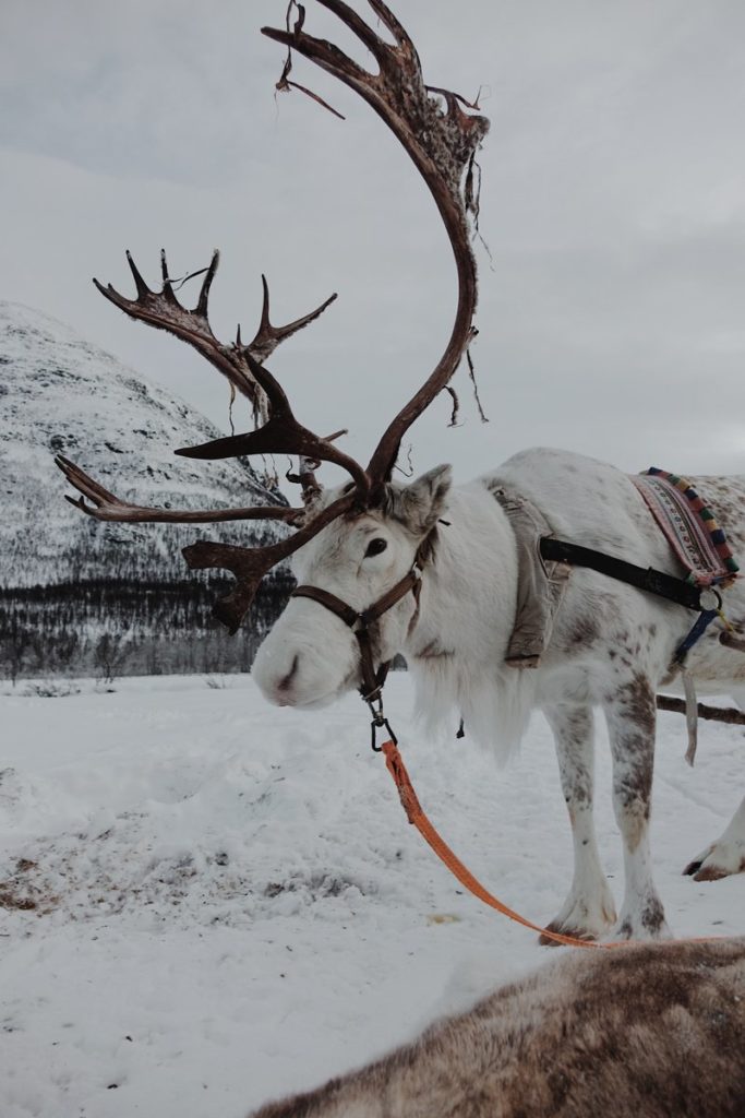 Reindeer in Norway